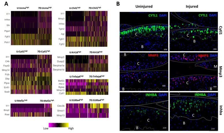https://cdn.ncbi.nlm.nih.gov/pmc/blobs/df01/8230441/0fcf6fa63bc3/cells-10-01462-g007.jpg