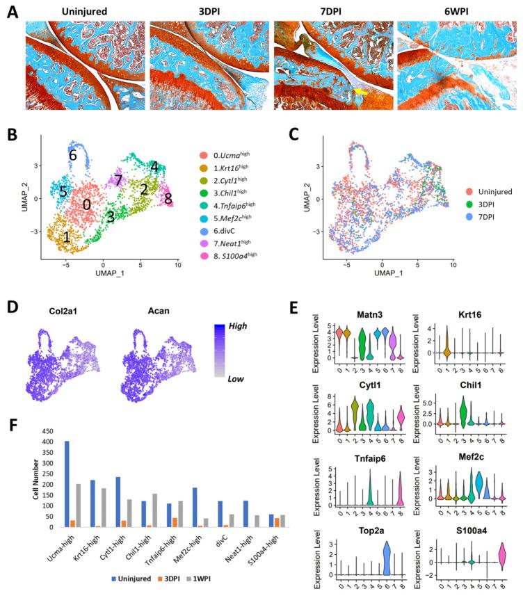 https://cdn.ncbi.nlm.nih.gov/pmc/blobs/df01/8230441/5f8097291a27/cells-10-01462-g006.jpg