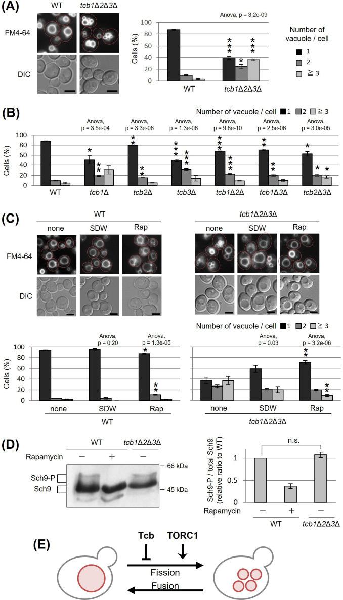 https://cdn.ncbi.nlm.nih.gov/pmc/blobs/df22/10972560/d188f4b0edd4/elife-89938-fig1.jpg