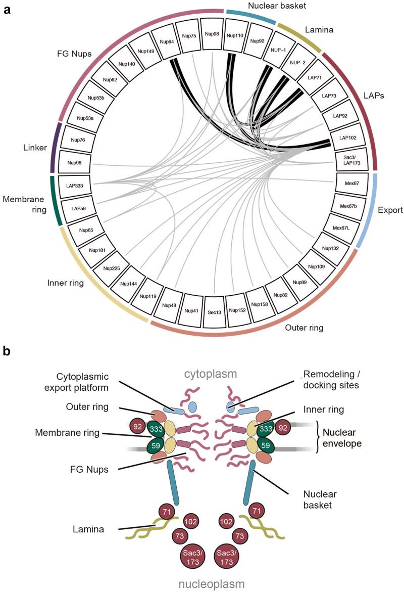 https://cdn.ncbi.nlm.nih.gov/pmc/blobs/df27/11018031/e28a8ba84fb5/KNCL_A_2310452_F0010_OC.jpg