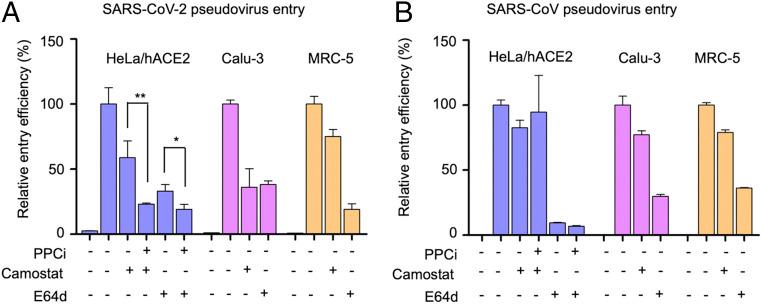 https://cdn.ncbi.nlm.nih.gov/pmc/blobs/df51/7260975/70b47f5d188f/pnas.2003138117fig04.jpg