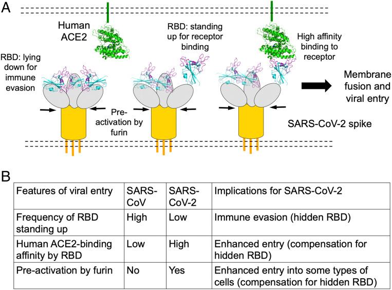 https://cdn.ncbi.nlm.nih.gov/pmc/blobs/df51/7260975/78c4c0f621ae/pnas.2003138117fig06.jpg
