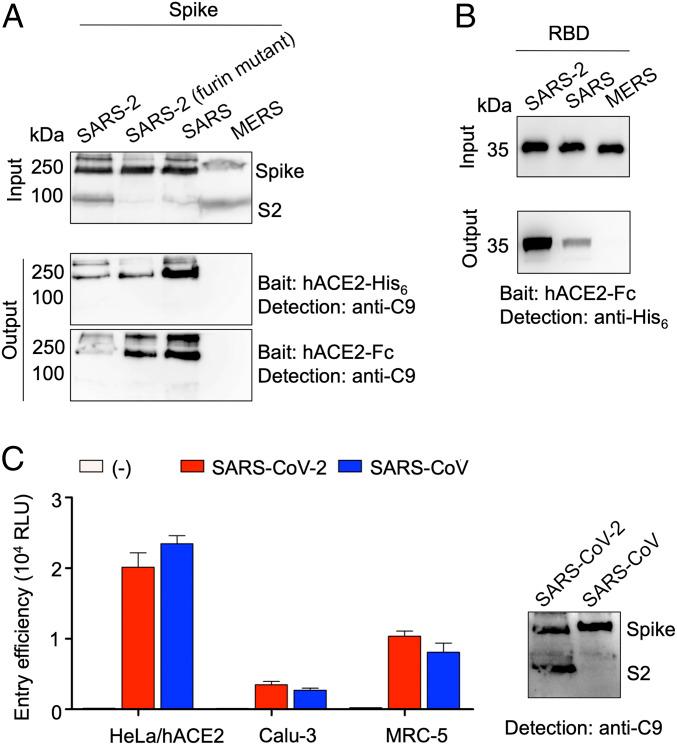https://cdn.ncbi.nlm.nih.gov/pmc/blobs/df51/7260975/887cce9d9990/pnas.2003138117fig05.jpg