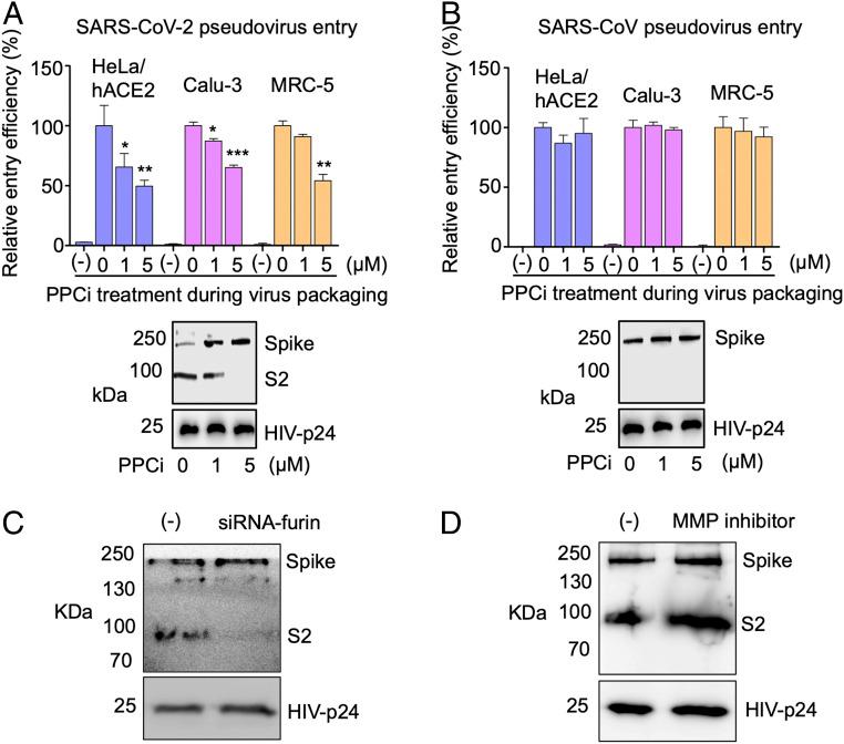 https://cdn.ncbi.nlm.nih.gov/pmc/blobs/df51/7260975/dac37badc9ca/pnas.2003138117fig03.jpg