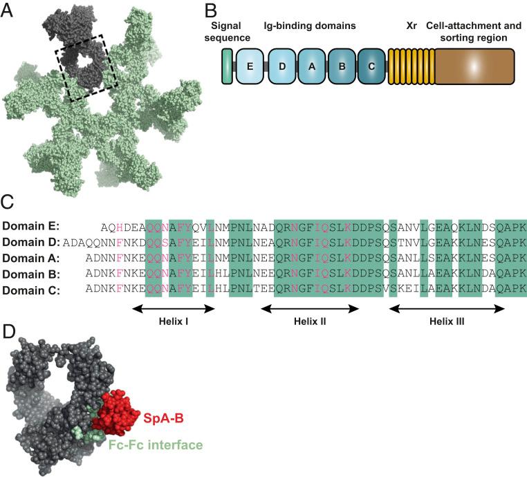 https://cdn.ncbi.nlm.nih.gov/pmc/blobs/df5d/7896290/b05baa6d800f/pnas.2016772118fig01.jpg
