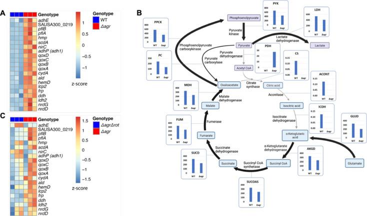 https://cdn.ncbi.nlm.nih.gov/pmc/blobs/df89/11060713/0c04e314a0f5/elife-89098-fig4.jpg