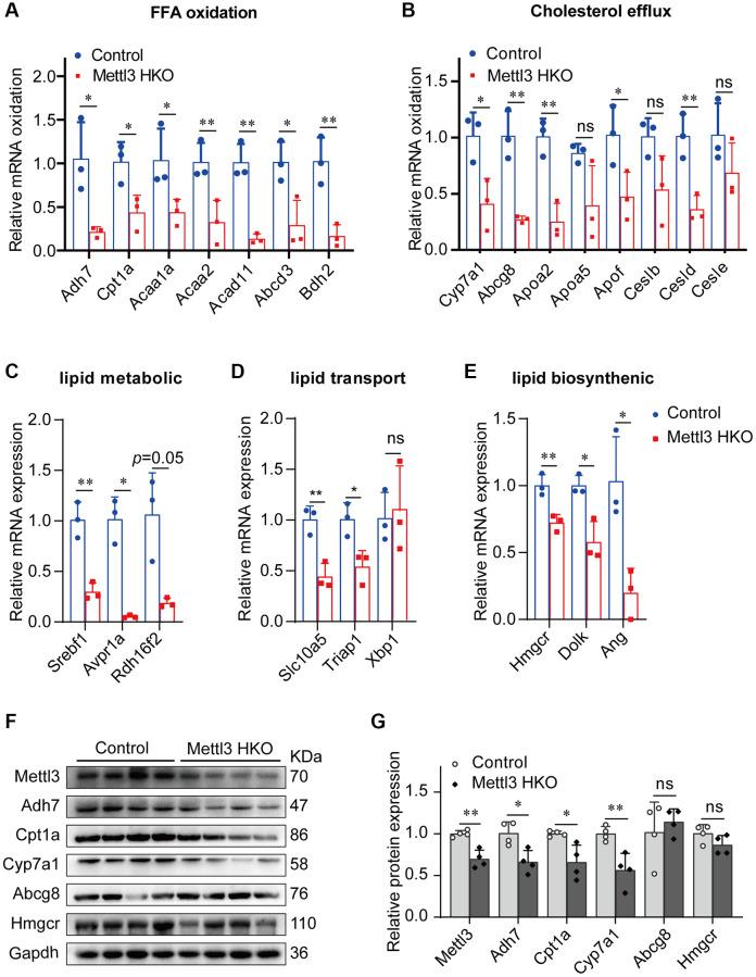https://cdn.ncbi.nlm.nih.gov/pmc/blobs/df8e/10333091/56df32cd7b79/aging-15-204810-g007.jpg
