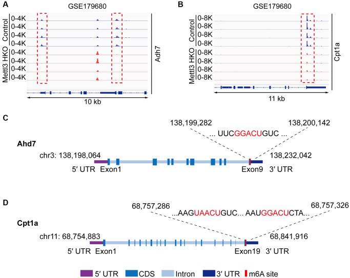 https://cdn.ncbi.nlm.nih.gov/pmc/blobs/df8e/10333091/68d65fe8b161/aging-15-204810-g006.jpg