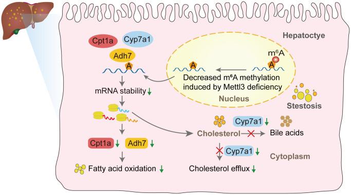 https://cdn.ncbi.nlm.nih.gov/pmc/blobs/df8e/10333091/72f4b36da7cf/aging-15-204810-g008.jpg