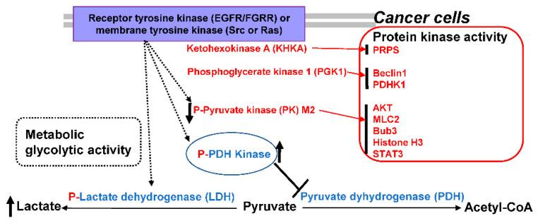 https://cdn.ncbi.nlm.nih.gov/pmc/blobs/df93/9456516/8ac86ad1ea62/ijms-23-10037-g002.jpg
