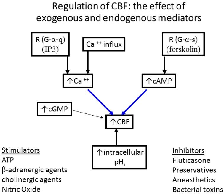 https://cdn.ncbi.nlm.nih.gov/pmc/blobs/df96/5187524/ff5950279348/cells-05-00040-g004.jpg
