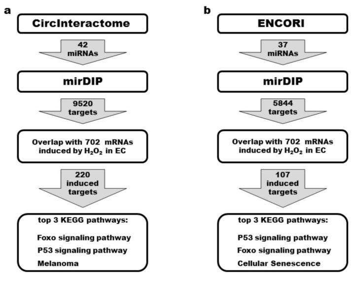 https://cdn.ncbi.nlm.nih.gov/pmc/blobs/df98/9688326/7b48eebf8439/cells-11-03546-g007.jpg
