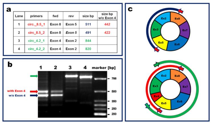 https://cdn.ncbi.nlm.nih.gov/pmc/blobs/df98/9688326/9a71cd5e3cfa/cells-11-03546-g003.jpg