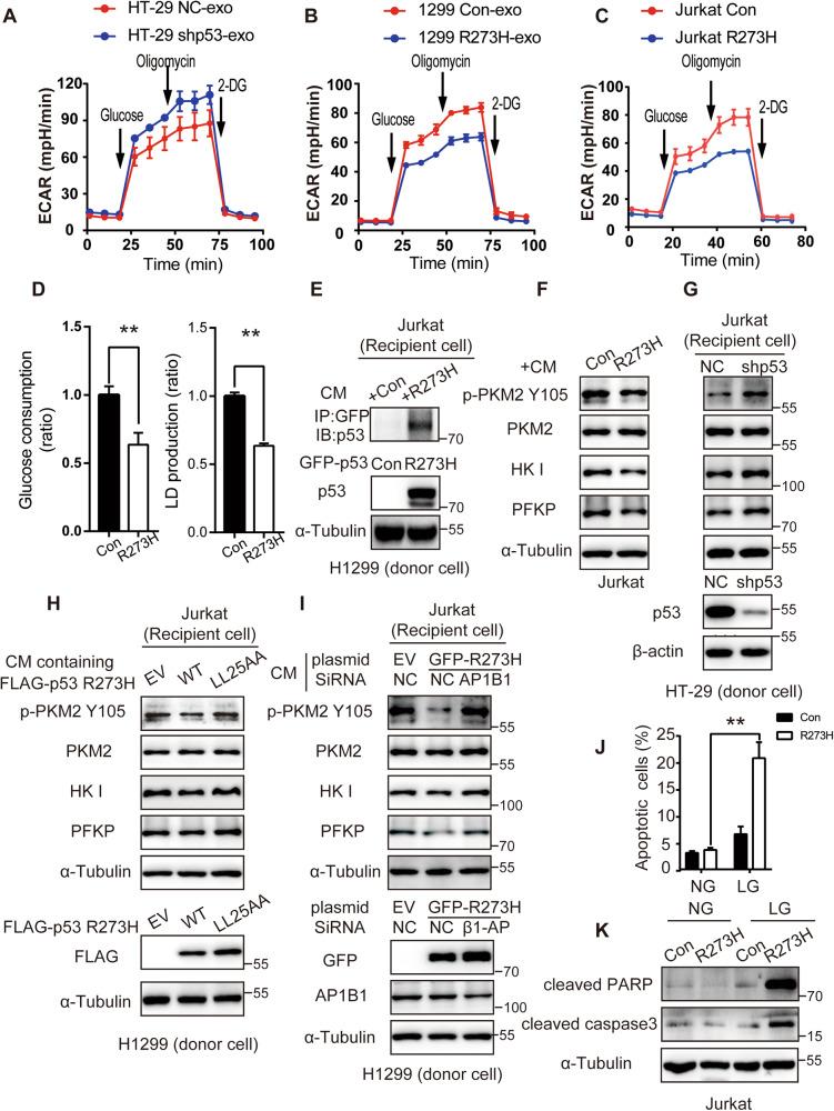 https://cdn.ncbi.nlm.nih.gov/pmc/blobs/df9d/10774126/6ddfc27340c5/41388_2023_2886_Fig5_HTML.jpg
