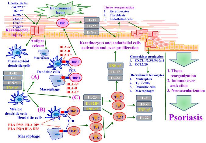 https://cdn.ncbi.nlm.nih.gov/pmc/blobs/dfa5/11106694/b9992ea680f4/mmr-30-01-13239-g07.jpg