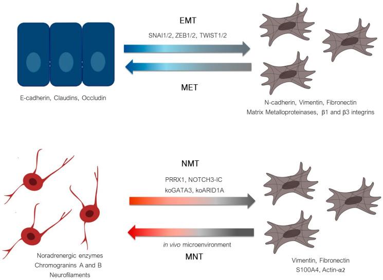 https://cdn.ncbi.nlm.nih.gov/pmc/blobs/dfdf/8230375/0249e4ab2541/cancers-13-02904-g005.jpg