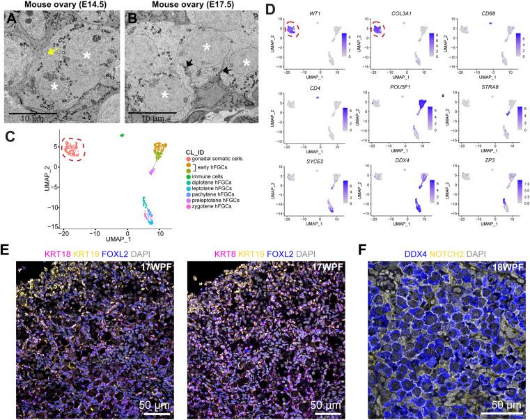 https://cdn.ncbi.nlm.nih.gov/pmc/blobs/dfe1/10465921/0f5e86f7dd47/LSA-2023-01926_FigS3.jpg