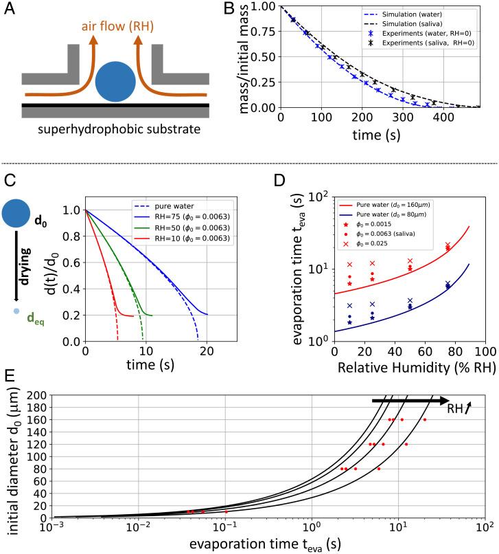 https://cdn.ncbi.nlm.nih.gov/pmc/blobs/e00f/9371747/a0408f045c54/pnas.2204593119fig04.jpg