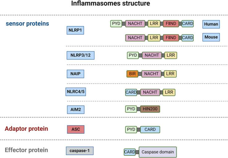 https://cdn.ncbi.nlm.nih.gov/pmc/blobs/e03b/11968751/b8b5af73a208/fphar-16-1559659-g001.jpg