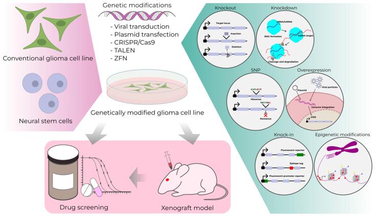 https://cdn.ncbi.nlm.nih.gov/pmc/blobs/e044/11674823/97a6fddd1000/cells-13-02085-g003.jpg