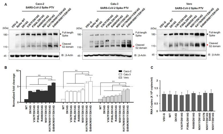 https://cdn.ncbi.nlm.nih.gov/pmc/blobs/e04c/8067879/817156ad69ec/viruses-13-00633-g003.jpg