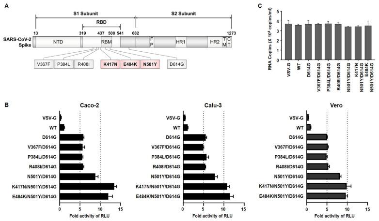 https://cdn.ncbi.nlm.nih.gov/pmc/blobs/e04c/8067879/d20afb6cfa4a/viruses-13-00633-g001.jpg