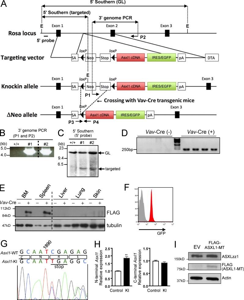 https://cdn.ncbi.nlm.nih.gov/pmc/blobs/e056/5987913/b8a661484d4c/JEM_20171151_Fig1.jpg