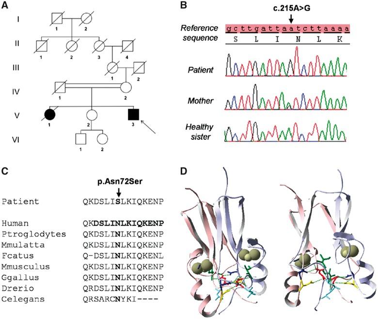 https://cdn.ncbi.nlm.nih.gov/pmc/blobs/e068/5411739/53fc6509945b/ddx060f2.jpg