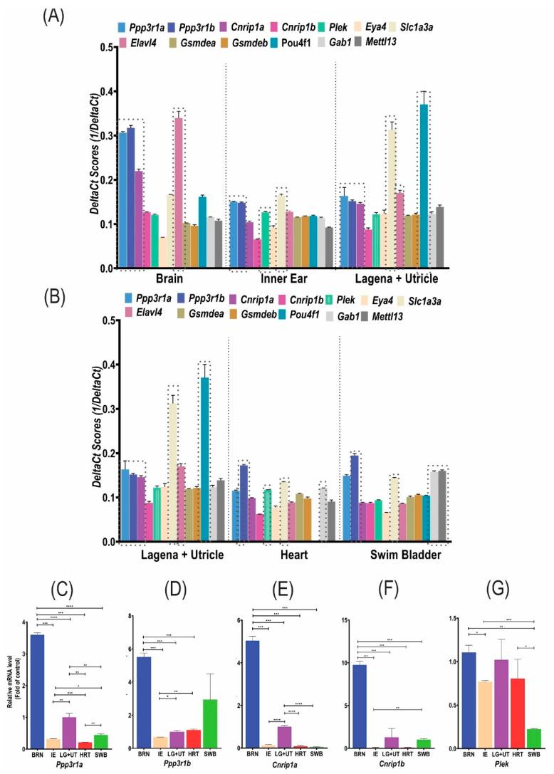 https://cdn.ncbi.nlm.nih.gov/pmc/blobs/e0bc/9777997/ecf0064a0e4e/genes-13-02274-g002a.jpg