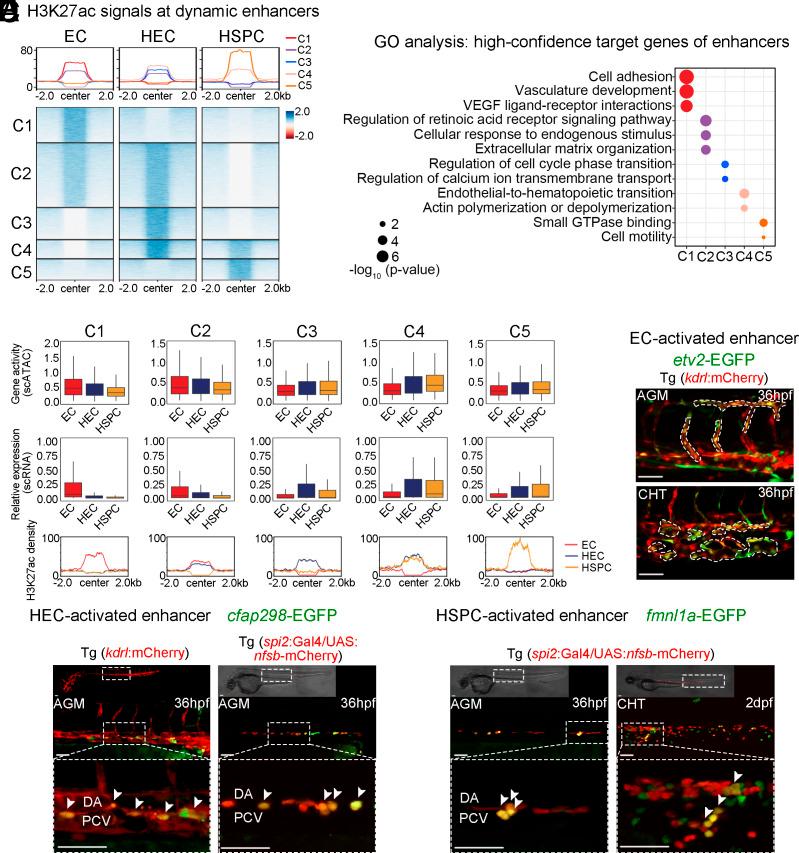https://cdn.ncbi.nlm.nih.gov/pmc/blobs/e0ce/12167990/60f99a950e01/pnas.2426714122fig01.jpg