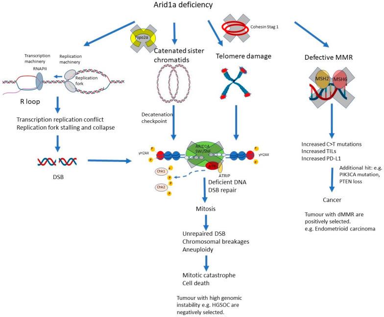 https://cdn.ncbi.nlm.nih.gov/pmc/blobs/e0db/10815128/b0b4ee0da834/genes-15-00005-g005.jpg
