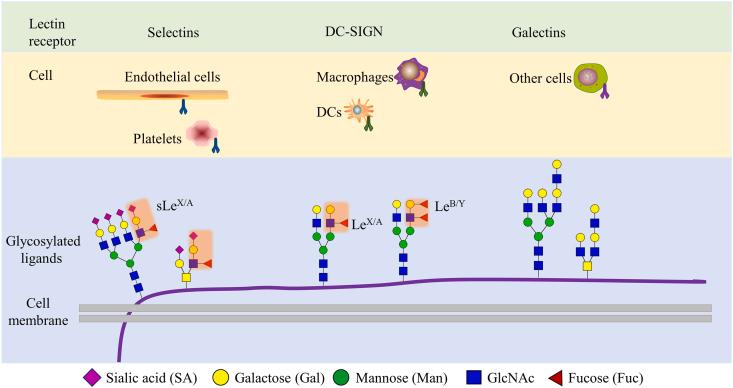 https://cdn.ncbi.nlm.nih.gov/pmc/blobs/e0de/10935144/df4f8b3838cb/gr6.jpg