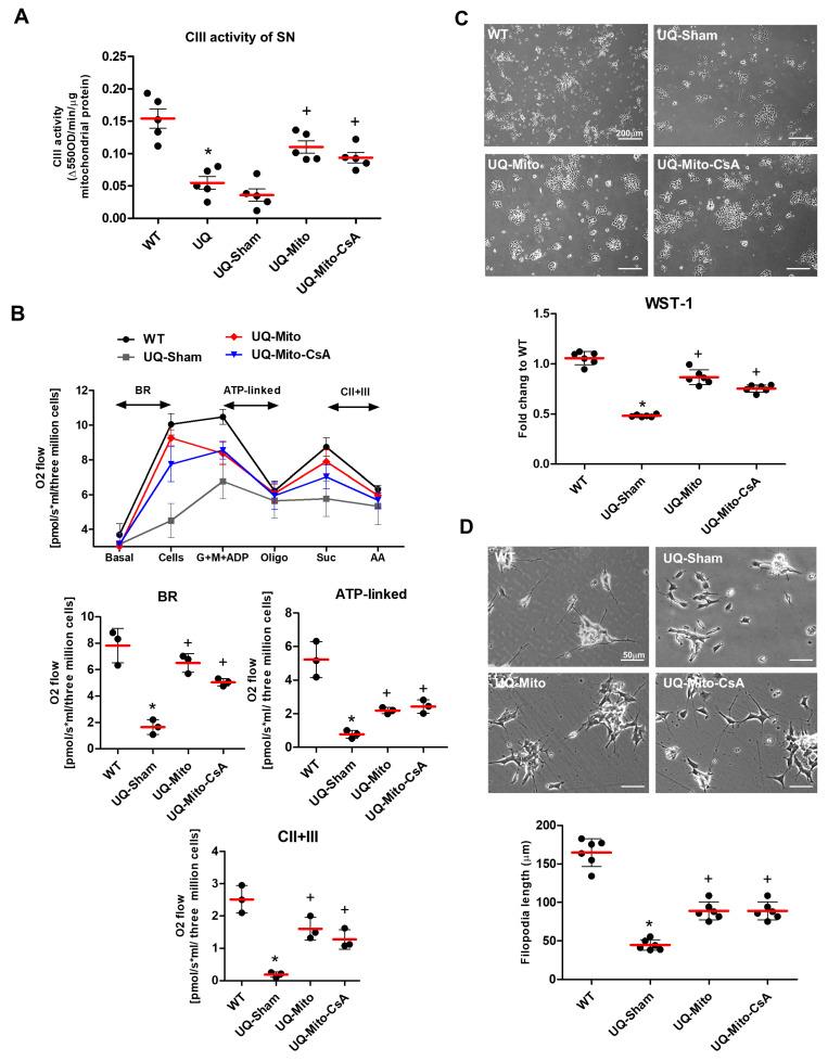 https://cdn.ncbi.nlm.nih.gov/pmc/blobs/e0e4/12346496/66cfc92eba14/cells-14-01148-g003.jpg