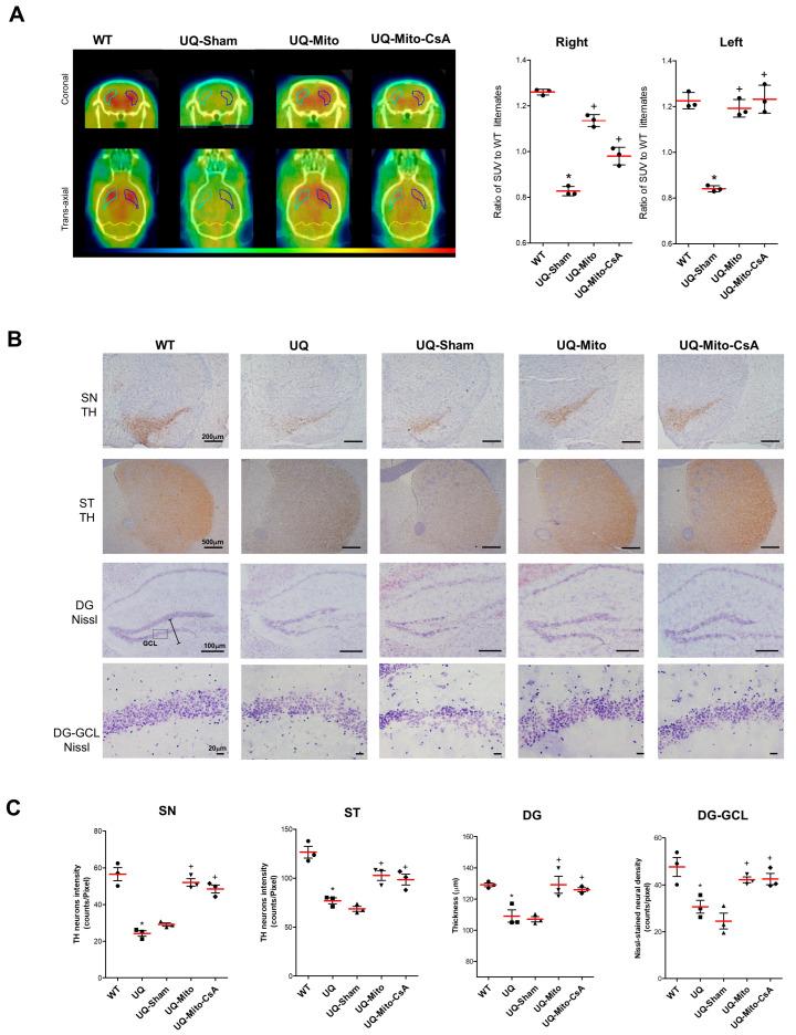 https://cdn.ncbi.nlm.nih.gov/pmc/blobs/e0e4/12346496/940aaf4a5d00/cells-14-01148-g002.jpg