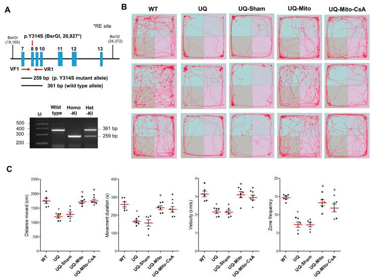 https://cdn.ncbi.nlm.nih.gov/pmc/blobs/e0e4/12346496/b9654a0d0018/cells-14-01148-g001.jpg