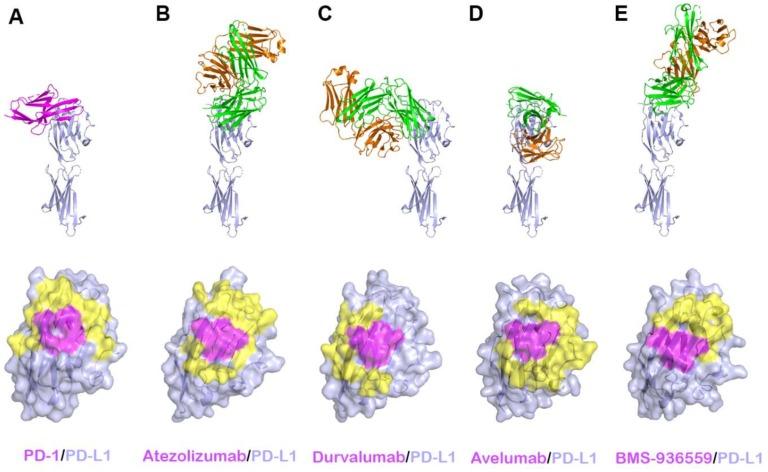 https://cdn.ncbi.nlm.nih.gov/pmc/blobs/e171/6470598/6a5658f445db/molecules-24-01190-g006.jpg