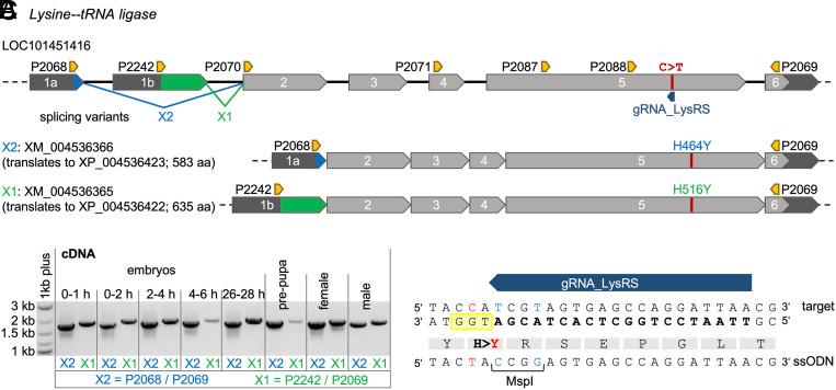 https://cdn.ncbi.nlm.nih.gov/pmc/blobs/e181/12280921/35270bcaef14/pnas.2503604122fig01.jpg