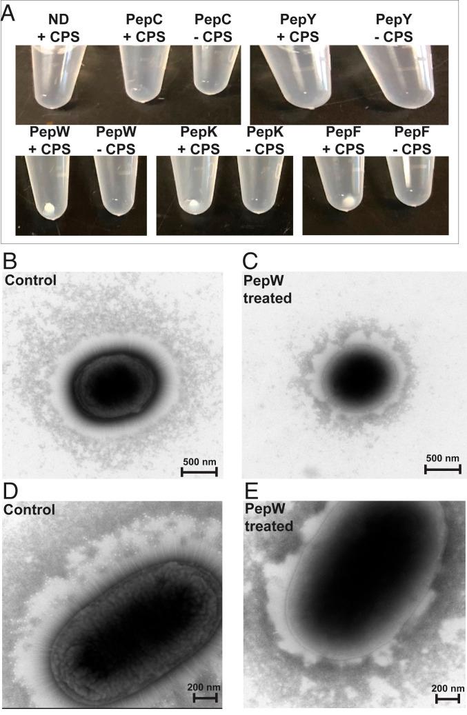 https://cdn.ncbi.nlm.nih.gov/pmc/blobs/e191/7959497/f1f9f8cdb5e3/pnas.2007036117fig05.jpg