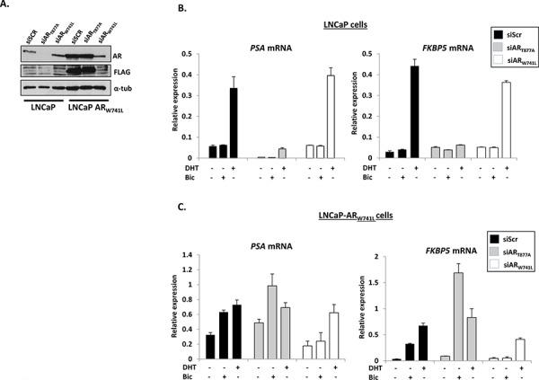 https://cdn.ncbi.nlm.nih.gov/pmc/blobs/e1b8/4694883/8f16dc65a867/oncotarget-06-26029-g001.jpg