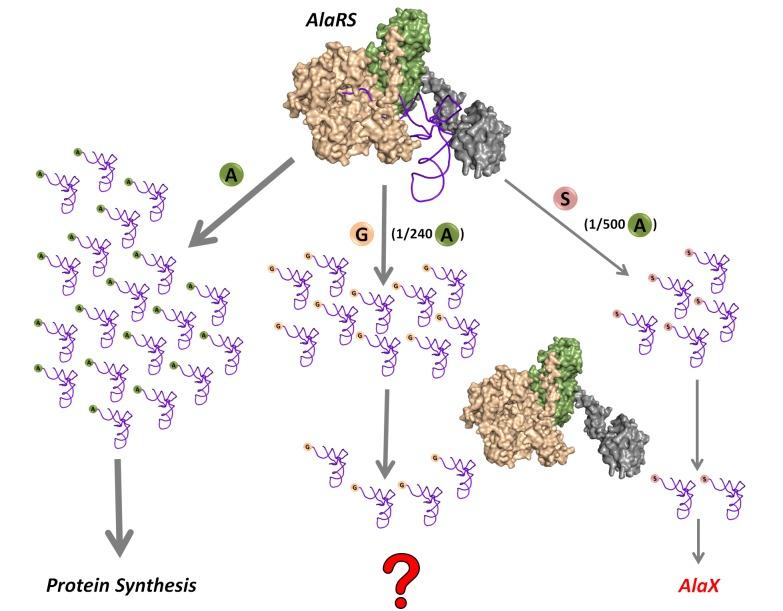 https://cdn.ncbi.nlm.nih.gov/pmc/blobs/e1f0/5409826/2a62f7079109/elife-24001-fig1.jpg
