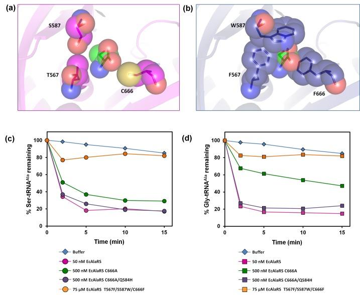https://cdn.ncbi.nlm.nih.gov/pmc/blobs/e1f0/5409826/512ee2b3a5e1/elife-24001-fig4.jpg