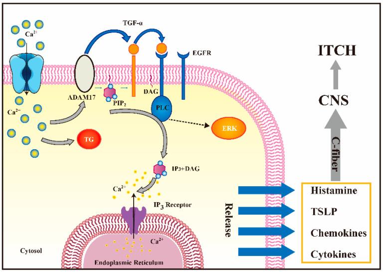 https://cdn.ncbi.nlm.nih.gov/pmc/blobs/e239/9865980/2f0d82901075/molecules-28-00774-g003.jpg