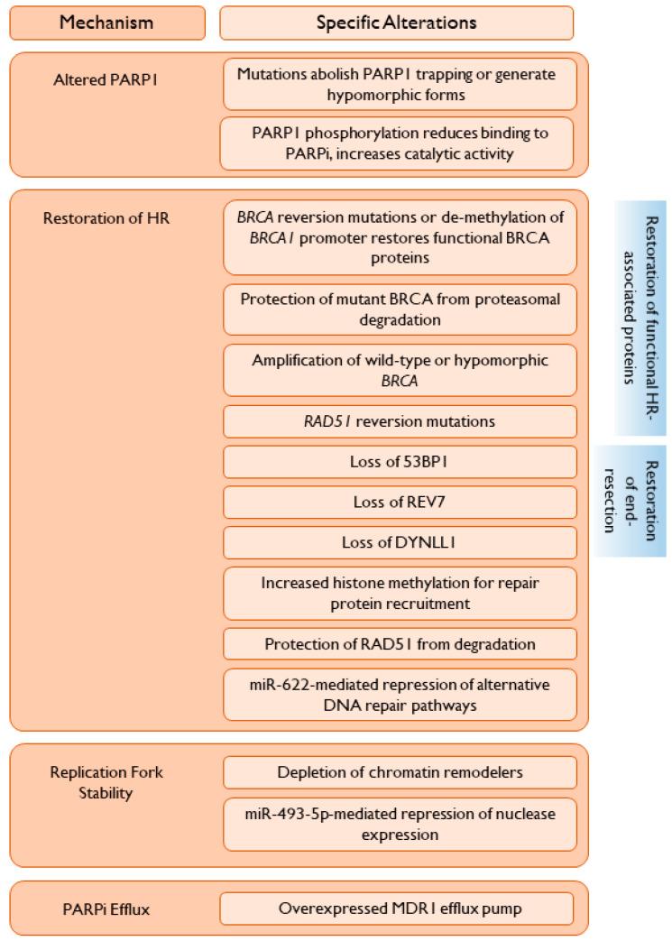 https://cdn.ncbi.nlm.nih.gov/pmc/blobs/e248/7465003/48175bf44f7a/cancers-12-02054-g001.jpg