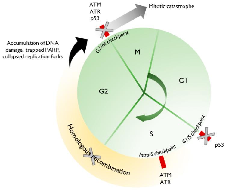 https://cdn.ncbi.nlm.nih.gov/pmc/blobs/e248/7465003/95bc51c988a4/cancers-12-02054-g002.jpg