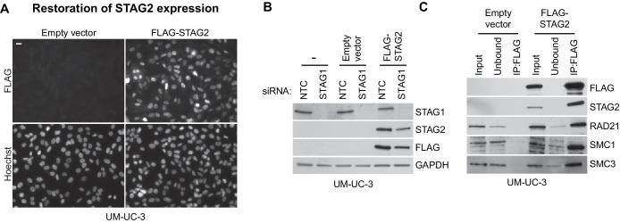 https://cdn.ncbi.nlm.nih.gov/pmc/blobs/e24c/5531830/8ae97a5a85d6/elife-26980-fig3-figsupp3.jpg