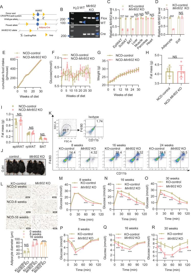 https://cdn.ncbi.nlm.nih.gov/pmc/blobs/e286/11651656/151c4278c2f3/elife-99162-fig3-figsupp1.jpg