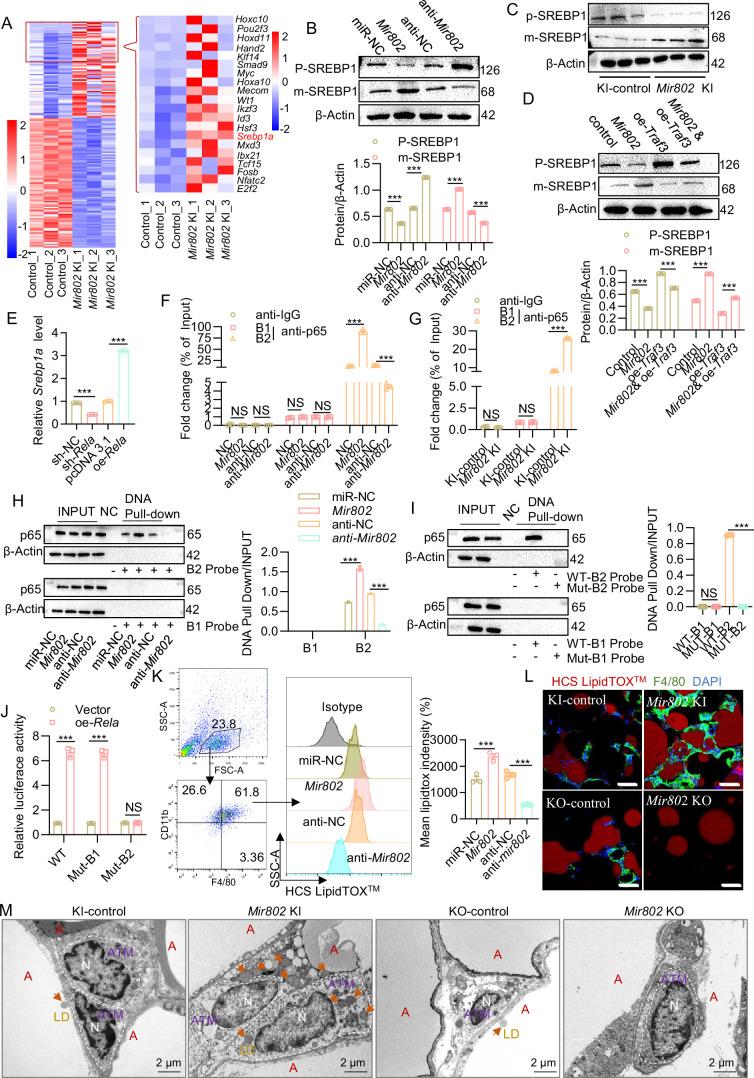 https://cdn.ncbi.nlm.nih.gov/pmc/blobs/e286/11651656/ddf5983fd2bf/elife-99162-fig7.jpg
