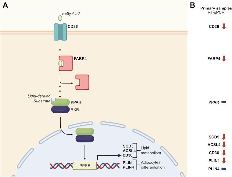 https://cdn.ncbi.nlm.nih.gov/pmc/blobs/e2be/12375456/254ad78e1983/fonc-15-1613773-g004.jpg