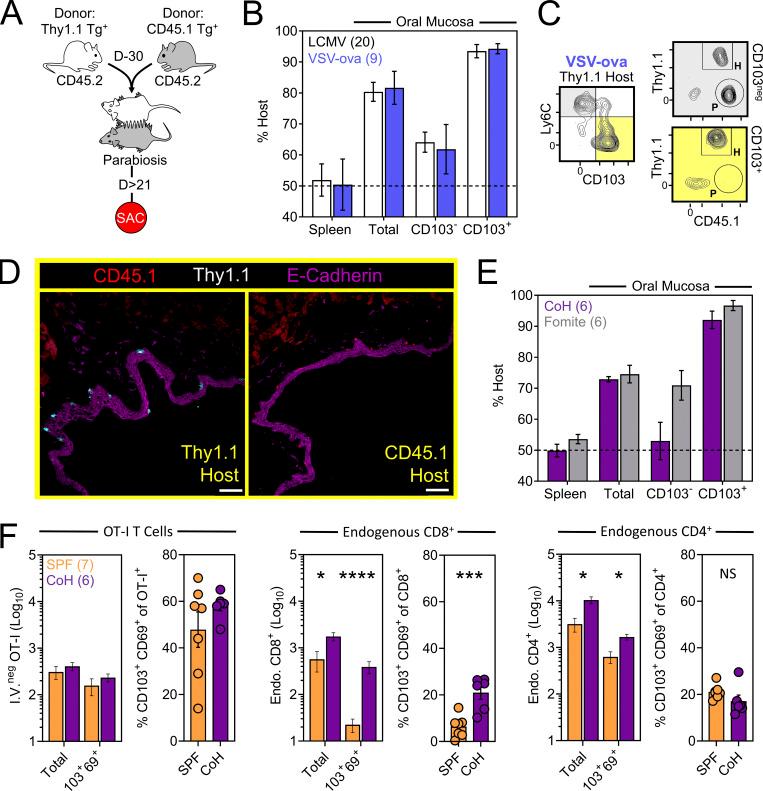 https://cdn.ncbi.nlm.nih.gov/pmc/blobs/e2da/10130744/5ee271d49d46/JEM_20221853_Fig2.jpg