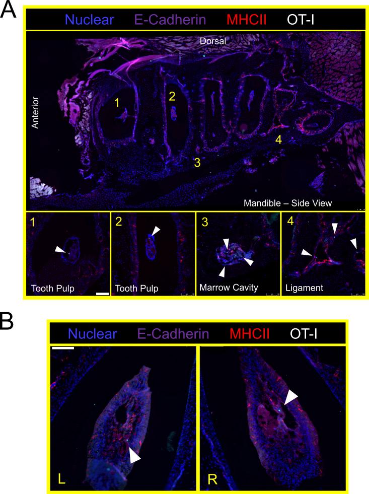 https://cdn.ncbi.nlm.nih.gov/pmc/blobs/e2da/10130744/b220bbdbdf67/JEM_20221853_FigS3.jpg